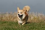 CORGI PEMBROKE 1114